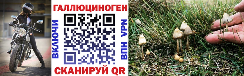 OMG зеркало  Фатеж  Псилоцибиновые грибы GOLDEN TEACHER 
